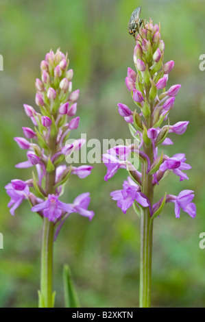 Duftende Orchidee Gymnadenia Conopsea Blumen Millers Dale Derbyshire UK Europe Juli Stockfoto