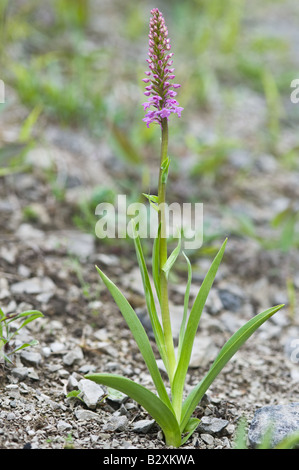 Duftende Orchidee Gymnadenia Conopsea Blumen Millers Dale Derbyshire UK Europe Juli Stockfoto