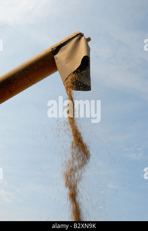 Stock Foto von Getreide gießen aus einem Combine Harvester Rohr nach der Ernte Stockfoto