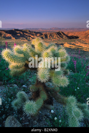 Chollla Kaktus und Wildblumen im Anza Borrego Desert State Park Stockfoto