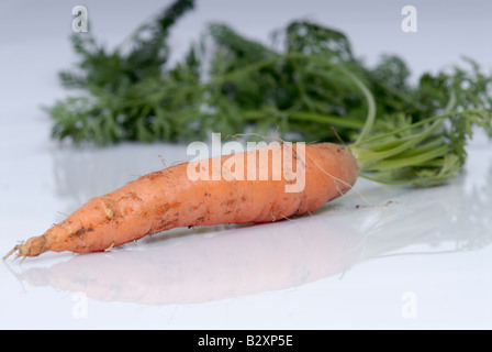 Stock Foto von Karotten vor einem weißen Hintergrund, was, den die Karotten in das Bild auf eine organische Kleinfarm angebaut wurden Stockfoto