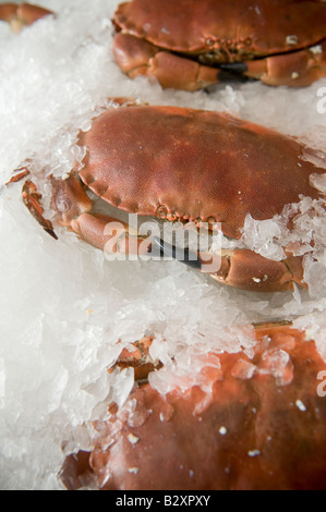 frisch gekocht Cardigan Bay Krabbe Meeresfrüchte im Fischhändler s Shop in Aberaeron Ceredigon Wales UK (gekühlt auf Eis) Stockfoto