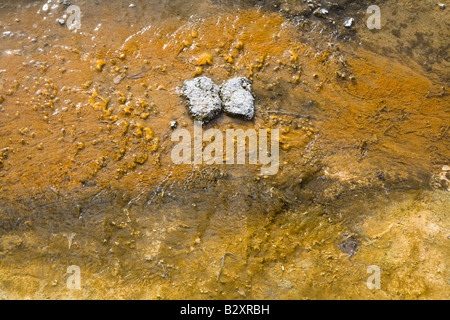 Brunnen Paintpots 5 - A Stein Schmetterling, Firehole, Yellowstone Stockfoto