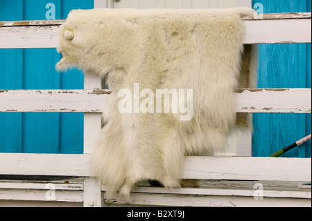 Ein Eisbär Haut durch ein Inuit-Jäger in Ilulissat auf Grönland getötet Stockfoto