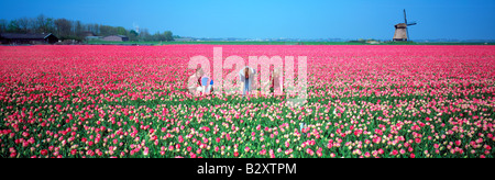 Panorama-Bild der Mutter und Töchter im Bereich der roten Tulpen in der Nähe von Alkmaar mit Windmühle in Holland Stockfoto