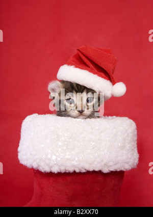 Süße Weihnachten Kätzchen in Santa Boot trägt Weihnachtsmütze auf rotem Grund Stockfoto
