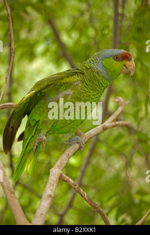 Flieder-gekrönter Papagei (Amazona Finschi) - Mexiko-bewohnt tropische Laub-Wald - auch bekannt als Finsch Amazon Stockfoto