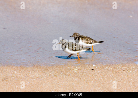 Paar der Steinwälzer am Strand Stockfoto