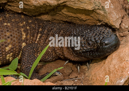 Sonora Mexico Mexican Beaded Lizard (Heloderma Horridum Exasperatum) Stockfoto