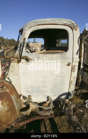 Teddybär in rostigen alten LKW auf Route 33, in der Nähe von Cuyama, Kalifornien Stockfoto