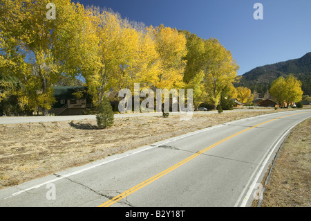 Goldene Pappeln entlang Straße in Pine Mountain Club, Kalifornien Stockfoto