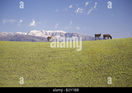 Esel vorbei auf dem grünen Rasen vor schneebedeckten Topa Topa Bluffs, Ojai, Kalifornien Stockfoto