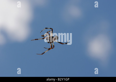 Eine Spinne, Arachnid, schweben im Raum, wie es aus einem feinen Strang Seide hängt, die gegen den blauen Himmel praktisch unsichtbar ist. Stockfoto