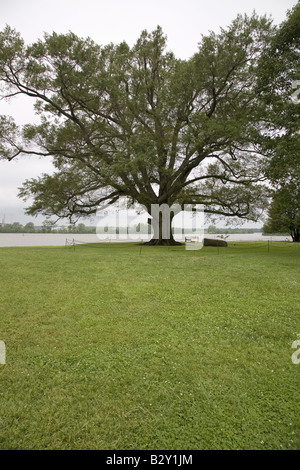 350 Jahre alte Weide-Eiche von Shirley Plantation am James River, VA die erste Plantage im Jahre 1613 gegründet Stockfoto