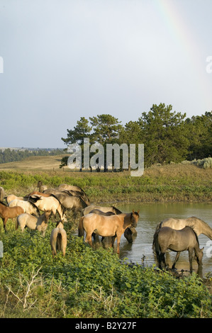Große Gruppe von Wildpferden waten in Teich im Black Hills Wild Horse Sanctuary, South Dakota Stockfoto