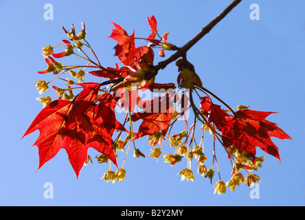 Eine blühende rot-Ahorn Baum mit jungen Blättern Stockfoto