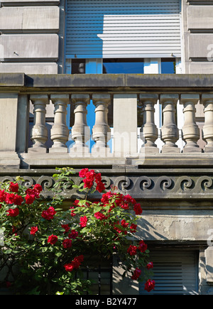 BALKON MIT BLÜHENDEN ROSEN STRASSBURG ELSASS FRANKREICH EUROPA Stockfoto