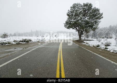 Ein einsamer Baum wachsen entlang einer Fahrbahn mit gelben Streifen in der Mitte ein Schneesturm in der hoch-Wüste von Lockwood Valley, CA Stockfoto