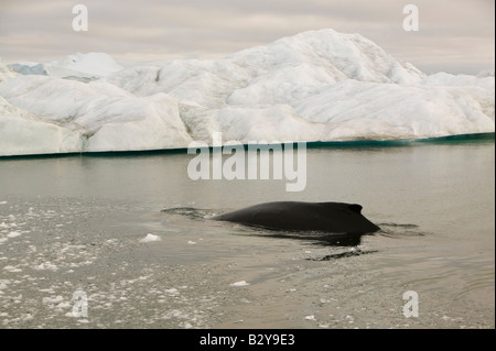 Finnwale auftauchen unter Eisberge aus dem Jacobshavn Gletscher in Ilulissat auf Grönland