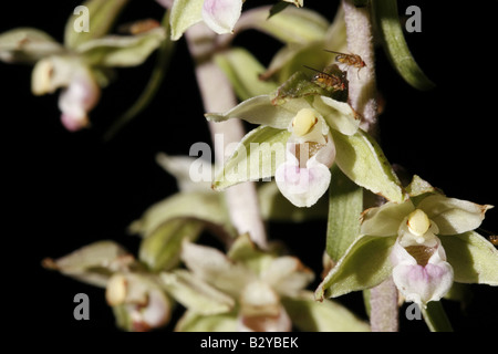 Nahaufnahme des violetten Helleborine, Epipactis purpurata Stockfoto