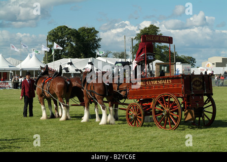 Schweren Pferd Wahlbeteiligung (Vierer) an der 2008 Royal Highland Show, Ingliston, Edinburgh. Stockfoto