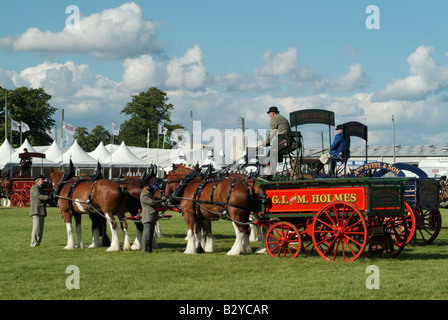 Schweren Pferd Wahlbeteiligung (Vierer) an der 2008 Royal Highland Show, Ingliston, Edinburgh. Stockfoto