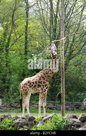 Giraffe fressen in Paignton Zoo, Devon Stockfoto