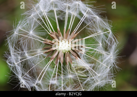 Enge, Ansicht von Löwenzahn Samen Kopf Taraxacum officinale Stockfoto