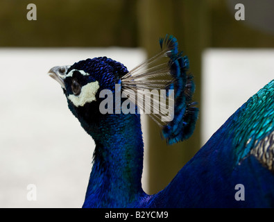 Pfau in Paignton Zoo Stockfoto