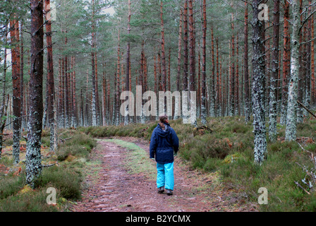 ein Wanderer bewegt sich entlang einer Strecke bei einem Stand von Birken im Wald auf dem Glen Tanar Anwesen in Aberdeenshire Stockfoto