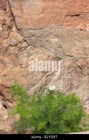 Meer Mayweed vor dem Hintergrund der natürlichen Sandsteinwand beim Crail in der East Neuk of Fife, Schottland. Stockfoto