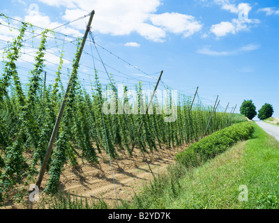 HOP-FELD-ELSAß-FRANKREICH Stockfoto