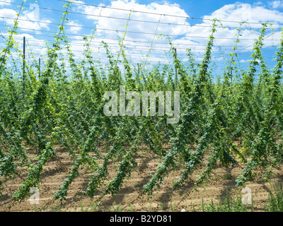 HOP-FELD-ELSAß-FRANKREICH Stockfoto