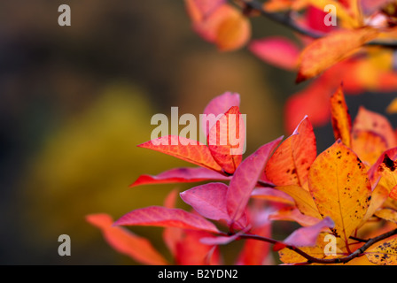 Nahaufnahme der Blätter im Herbst in Holz Stockfoto