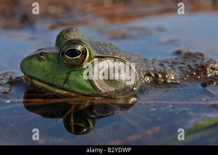 Eine männliche Bullfrog in Ontario, Kanada Stockfoto