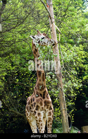 Giraffe fressen in Paignton Zoo, Devon Stockfoto