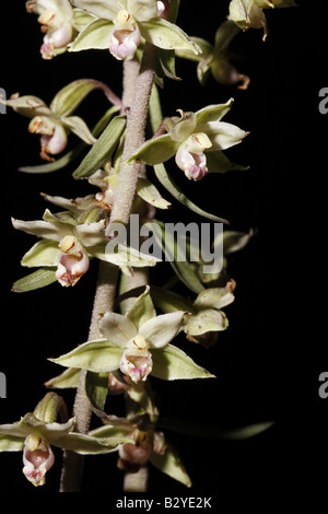 Nahaufnahme der Blüte von einem violetten Helleborine, Epipactis purpurata Stockfoto