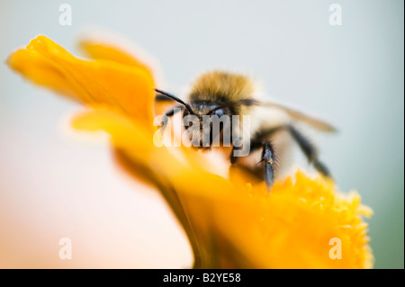 Bombus Pascuorum. Gemeinsamen Karde Hummel auf eine französische Ringelblume Stockfoto