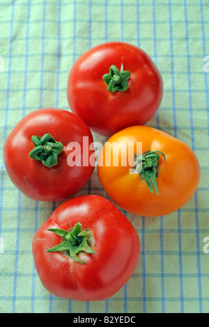 FLEISCHTOMATEN IM UHRZEIGERSINN VON OBEN FERLINE CARO RICH LEGENDE CRISTAL Stockfoto