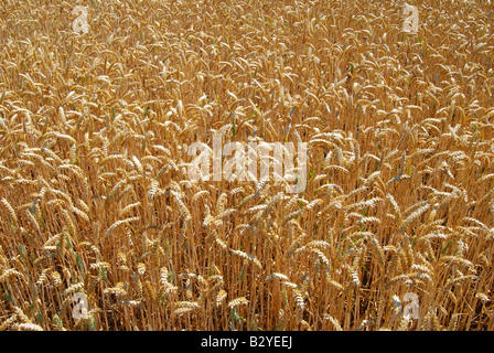 Weizenfeld in Sommer, Suffolk, England, Vereinigtes Königreich Stockfoto