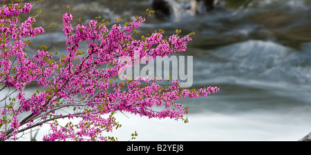 Redbud wächst auf dem Merced River in den Merced River Canyon off Highway 140 in der Nähe von Yosemite National Park in Kalifornien Stockfoto