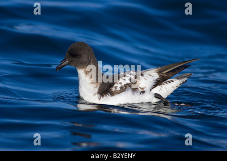 Cape Petrel (Daption Capense Australe) am Meer schwimmen Stockfoto