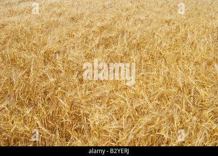 Bereich der Gerste im Sommer, Suffolk, England, Vereinigtes Königreich Stockfoto