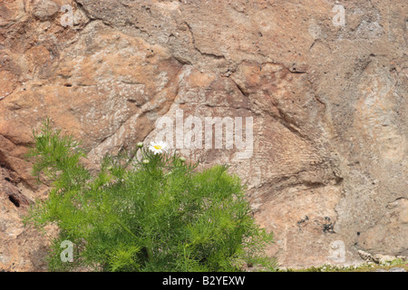 Meer Mayweed vor dem Hintergrund der natürlichen Sandsteinwand beim Crail in der East Neuk of Fife, Schottland. Stockfoto