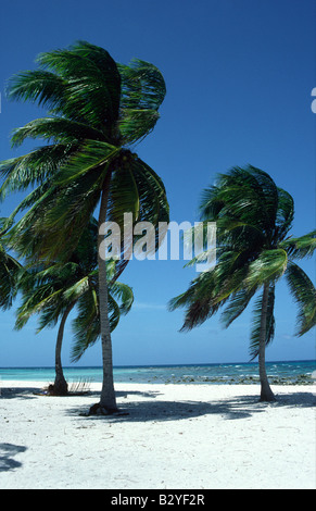 Goff Caye in der Nähe von Caye Caulker vor der Küste von Belize Stockfoto