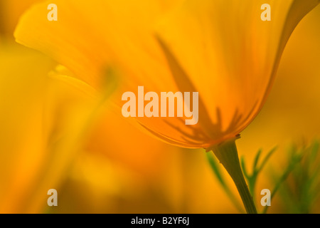 Makro-Ansicht von einer einzigen mexikanischen Gold Mohn, Mohn Mexicana in Hewitt Canyon in der Wildnis Aberglaube Stockfoto