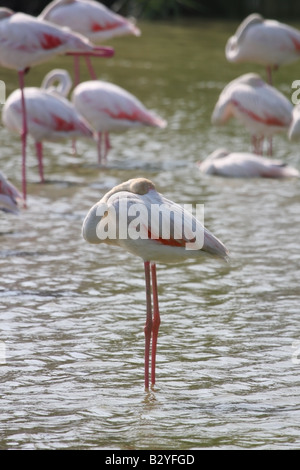 Größere Flamingo Phoenicopterus Ruber ruhen Camargue-Frankreich Stockfoto