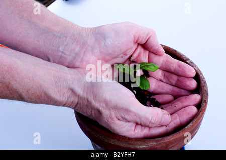 Frau hält ein neues Wachstum wichtigen Lindenbaum Stockfoto