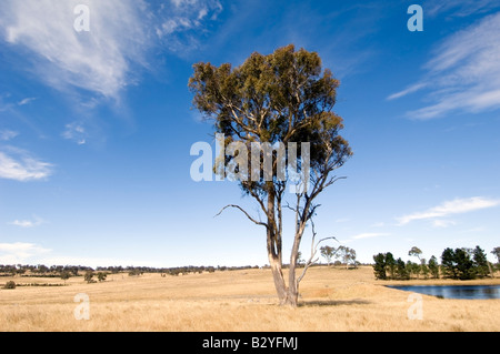 Majestätische Eukalyptus auf weitläufigen Ackerland, NSW, Australien Stockfoto