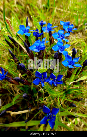 Frühlings-Enzian [Gentiana Verna] - Berner Alpen der Schweiz. Stockfoto